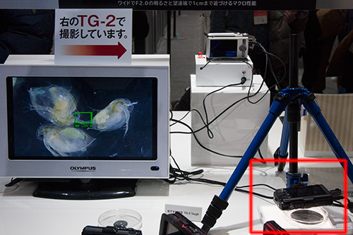 ミジンコを撮影する「OLYMPUS STYLUS TG-2 Tough」のデモ