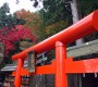 紅葉を撮影してきました　神奈川伊勢原 大山